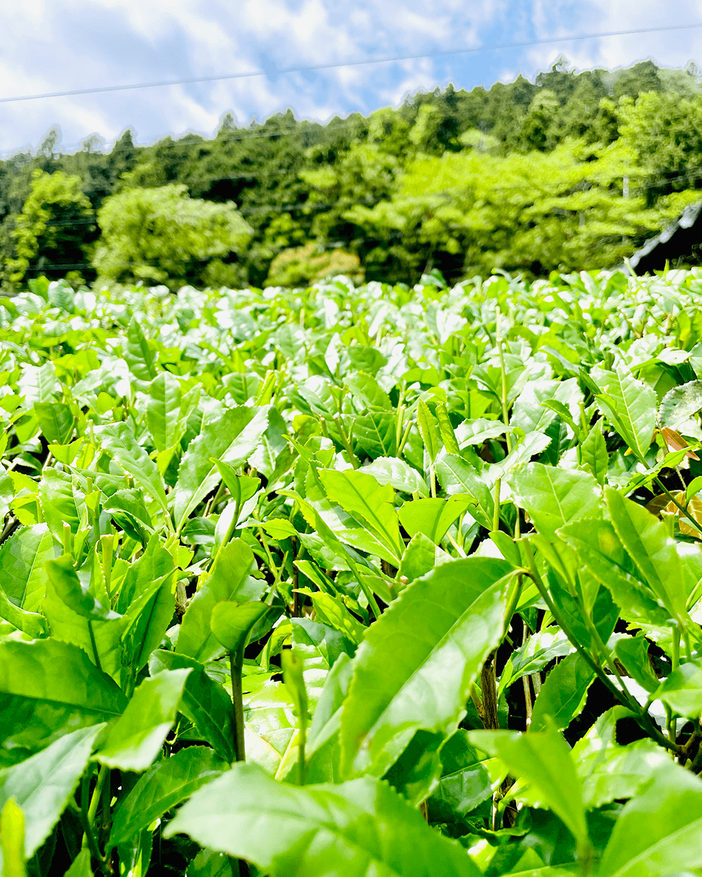 Field of green tea leaves