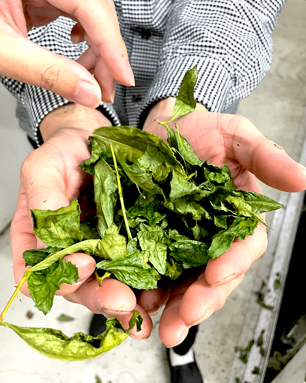 Farmer holding green tea leaves in hands.